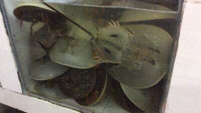 Pt Jagat Sentosa Adijaya Corp