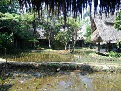 Sapu Lidi Makan Di Sawah