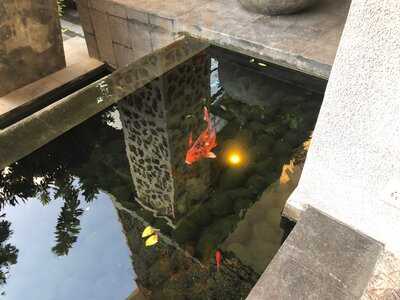 Pavoz Restaurant & Bar