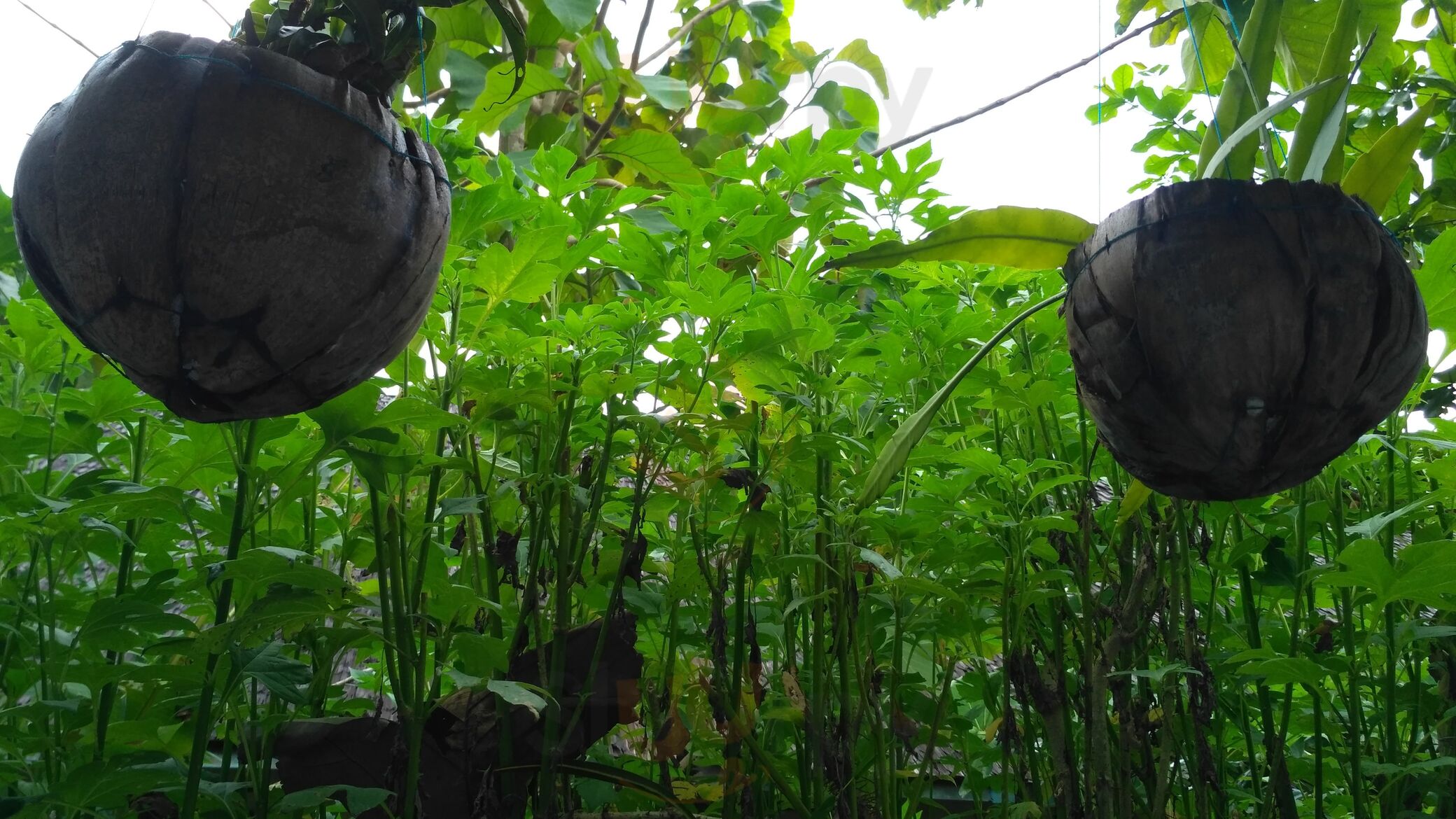 Rumah Tjilik Riwut, Resto & Gallery