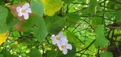 Romeos Bar & Grillery