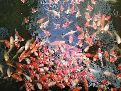 Rumah Makan Lembur Kuring