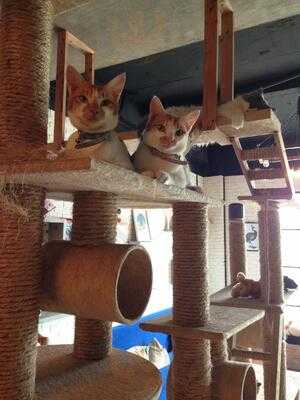 The Cat Cabin
