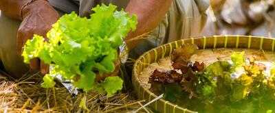 Moksa Ubud Plant-based Cuisine & Permaculture Garden