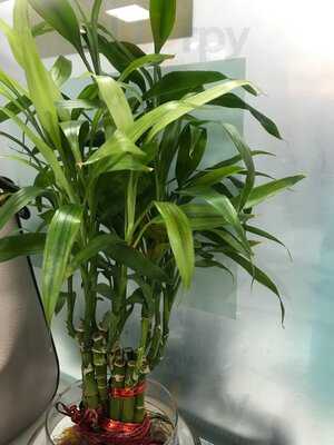 Sattvik By Nature - Kuta