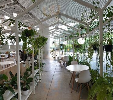 Lof Kitchen And Plants