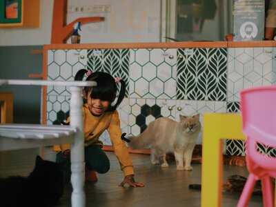 Hello Cat Cafe