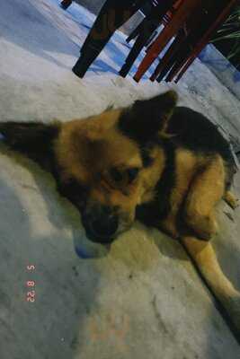 Dop Ice Cream, Dessert Bar