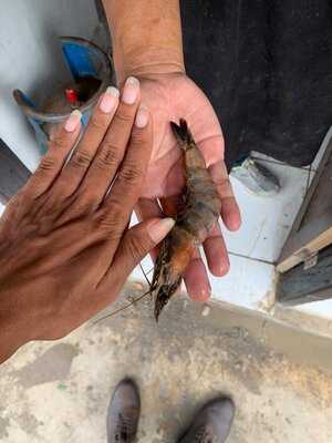 New Furama Mandalika