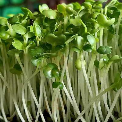 Salad Microgreen