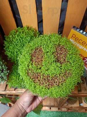 Mstech -salad Microgreens