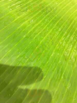 Dindigul Thalappakatti