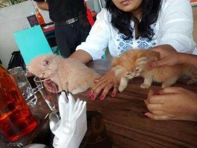 Where Else Cafe & Bar