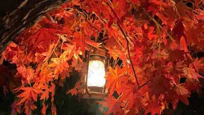 Rainforest Resto Bar