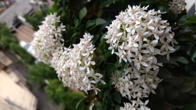 Tripti Fast Food Centre