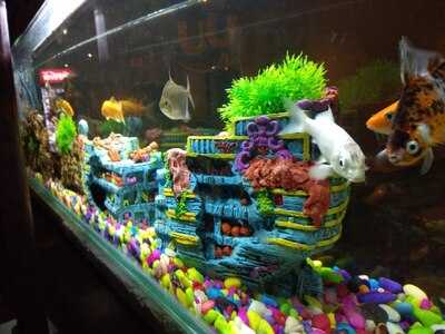 Hotel Yuvraj Restaurant