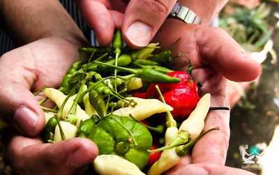 Apple Spicy Take Away