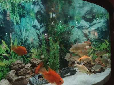 Something Fishy Regenza By Tunga