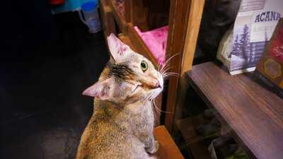 Cat Cafe Studio
