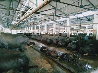 Bhajansons Dairy Farm