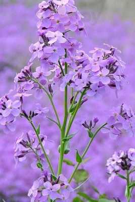 Hotel Veg Land Restaurant