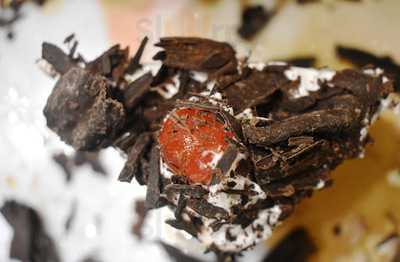 Ever Green Pastry Shop