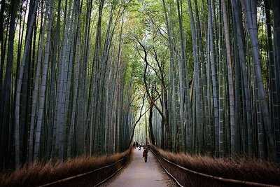アラビカ京都 嵐山