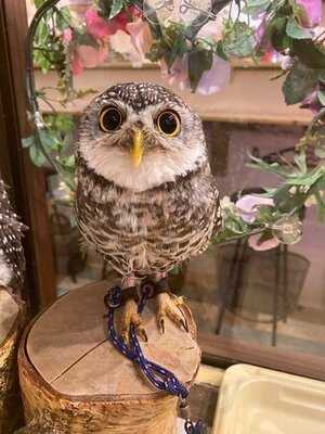 夕焼けのふくろうカフェ Sunset Owl Cafe