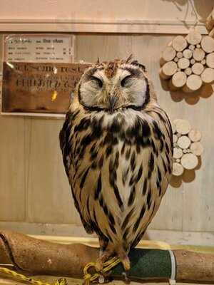 夕焼けのふくろうカフェ Sunset Owl Cafe