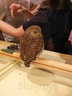 夕焼けのふくろうカフェ Sunset Owl Cafe