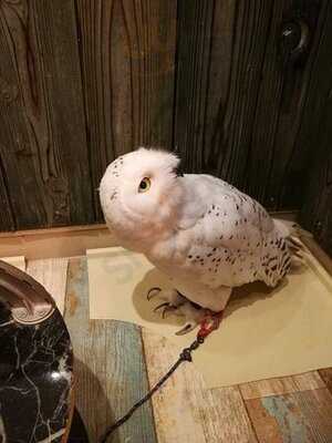 夕焼けのふくろうカフェ Sunset Owl Cafe