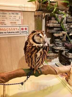 夕焼けのふくろうカフェ Sunset Owl Cafe