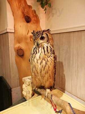 夕焼けのふくろうカフェ Sunset Owl Cafe