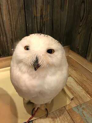 夕焼けのふくろうカフェ Sunset Owl Cafe