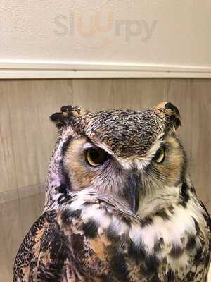 夕焼けのふくろうカフェ Sunset Owl Cafe