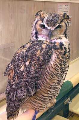 夕焼けのふくろうカフェ Sunset Owl Cafe