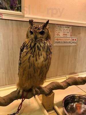 夕焼けのふくろうカフェ Sunset Owl Cafe