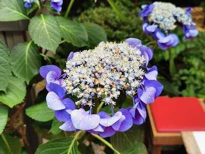 加茂みたらし茶屋