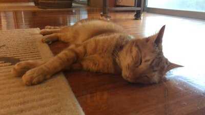 猫も遊べる喫茶店 毛玉