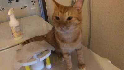 猫も遊べる喫茶店 毛玉