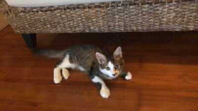 猫も遊べる喫茶店 毛玉