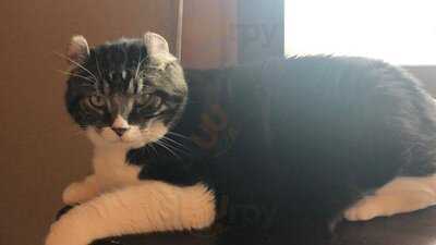 猫も遊べる喫茶店 毛玉