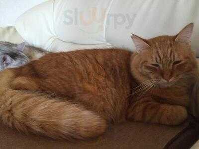 猫も遊べる喫茶店 毛玉