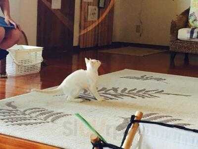 猫も遊べる喫茶店 毛玉