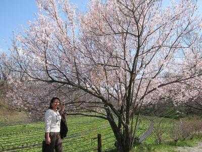 大王わさび農場 レストラン