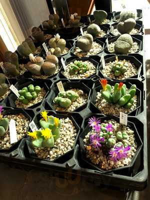 かあちゃんのおむすびの店