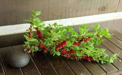 ティータイム ガルニ