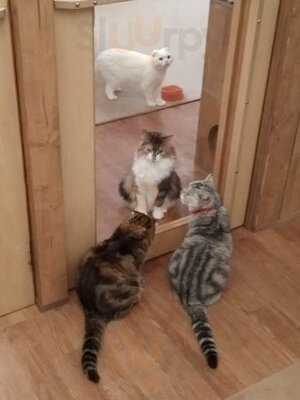 ネコカフェ キャットテイル