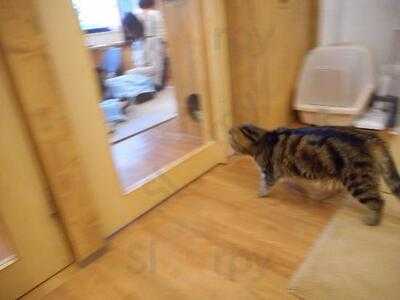 ネコカフェ キャットテイル