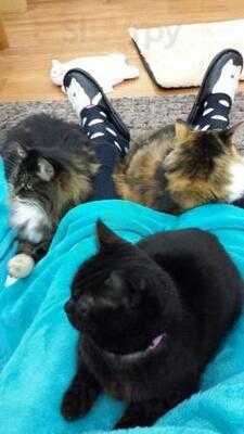 ネコカフェ キャットテイル